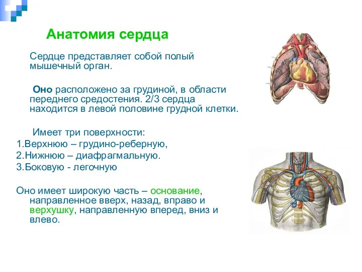 Анатомия сердца Сердце представляет собой полый мышечный орган. Оно расположено