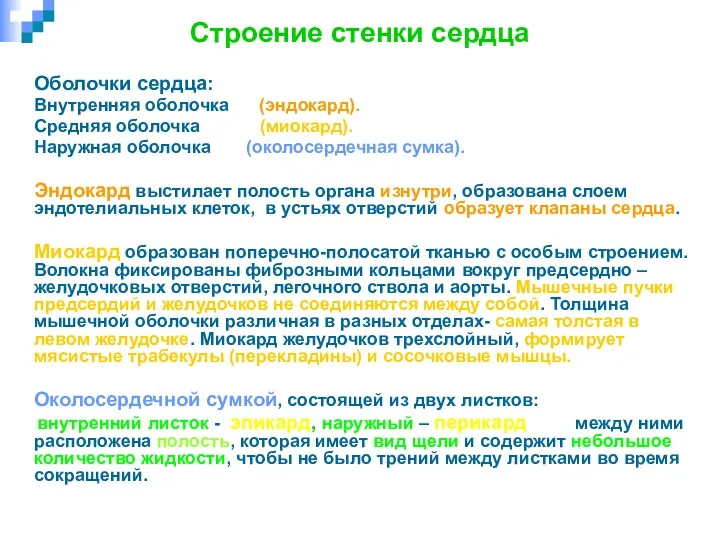 Строение стенки сердца Оболочки сердца: Внутренняя оболочка (эндокард). Средняя оболочка