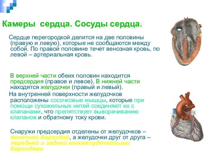 Камеры сердца. Сосуды сердца. Сердце перегородкой делится на две половины (правую и левую),
