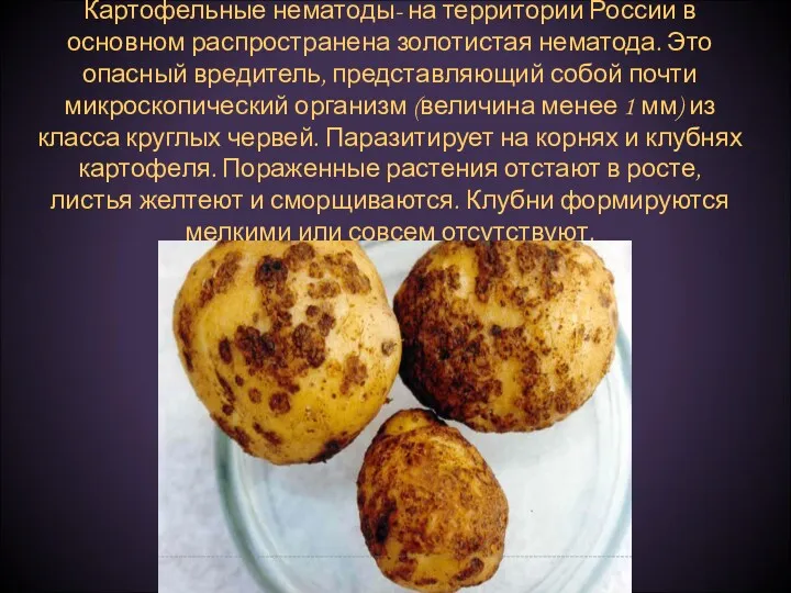 Картофельные нематоды- на территории России в основном распространена золотистая нематода.