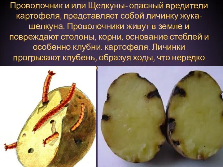 Проволочник и или Щелкуны- опасный вредители картофеля, представляет собой личинку
