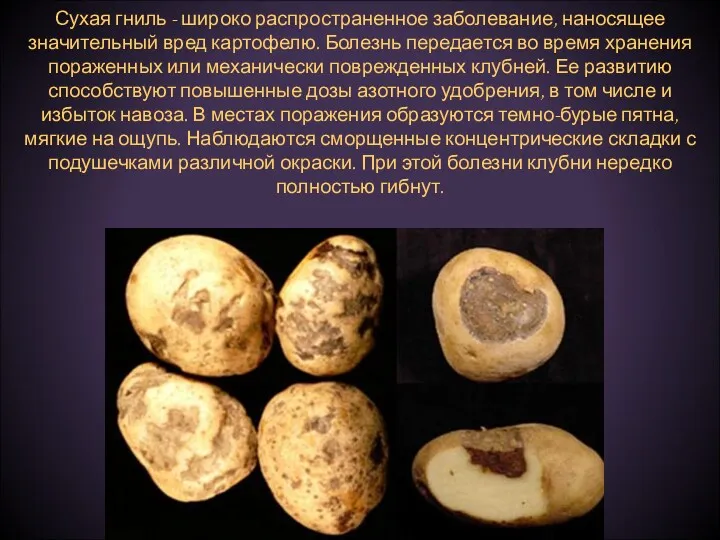 Сухая гниль - широко распространенное заболевание, наносящее значительный вред картофелю.