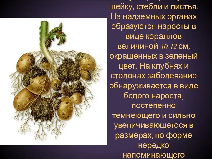 Рак картофеля- болезнь поражает клубни, корневую шейку, стебли и листья.