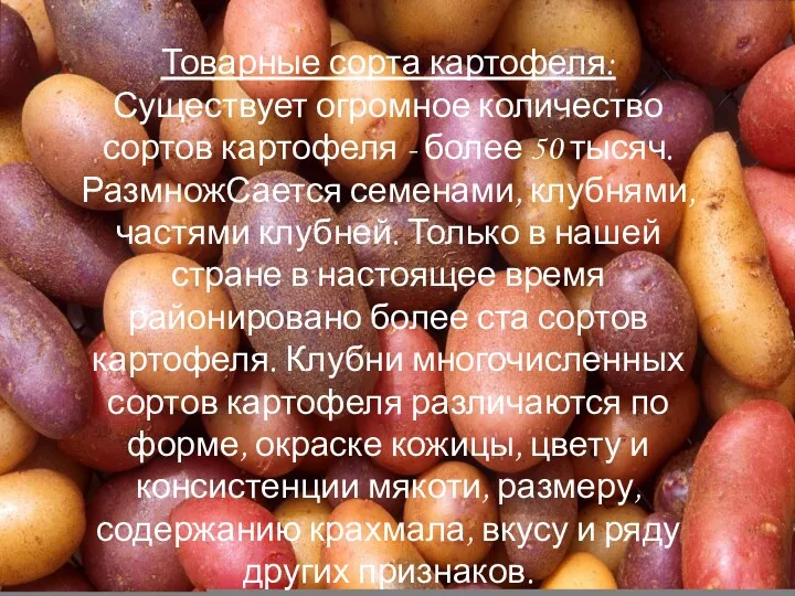 Товарные сорта картофеля: Существует огромное количество сортов картофеля - более