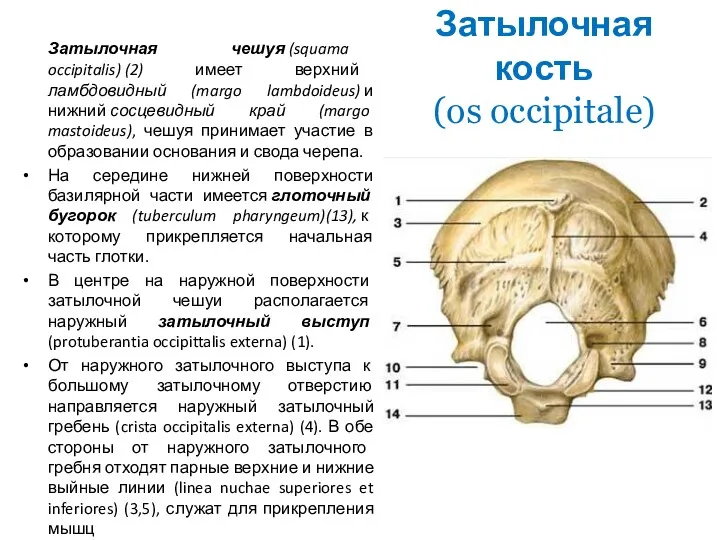 Затылочная кость (os occipitale) Затылочная чешуя (squama occipitalis) (2) имеет