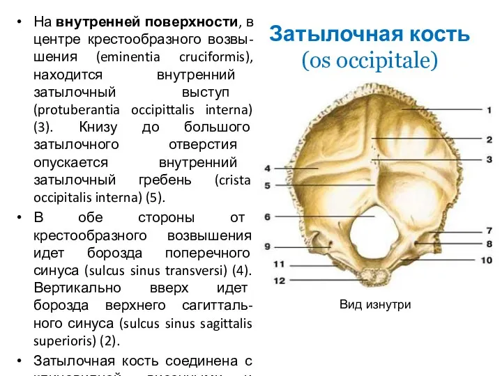Затылочная кость (os occipitale) На внутренней поверхности, в центре крестообразного