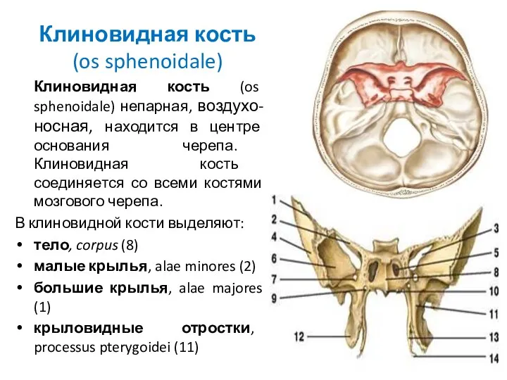 Клиновидная кость (os sphenoidale) Клиновидная кость (os sphenoidale) непарная, воздухо-носная,