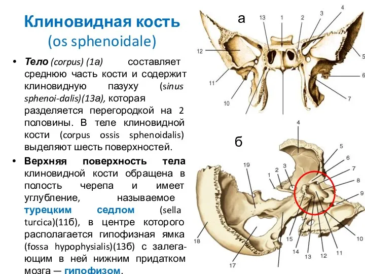 Клиновидная кость (os sphenoidale) Тело (corpus) (1а) составляет среднюю часть