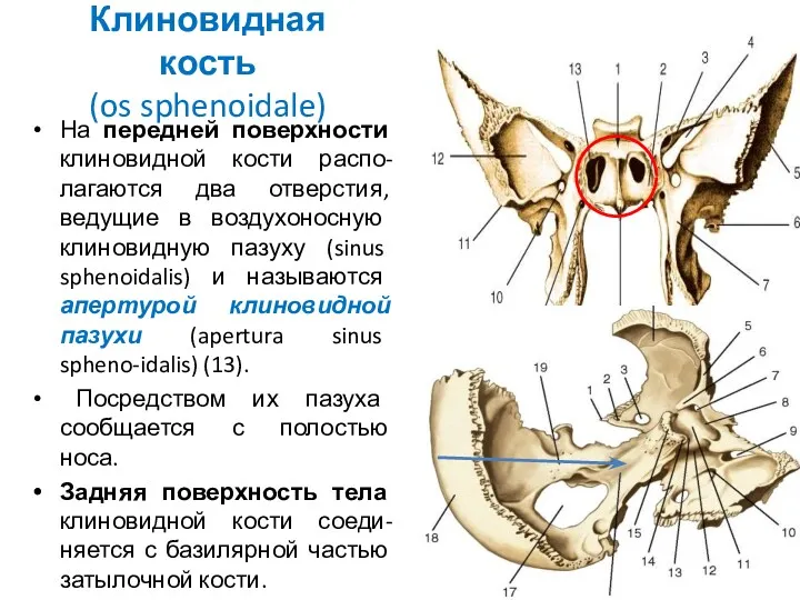 Клиновидная кость (os sphenoidale) На передней поверхности клиновидной кости распо-лагаются