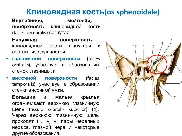 Клиновидная кость(os sphenoidale) Внутренняя, мозговая, поверхность клиновидной кости (facies cerebralis)