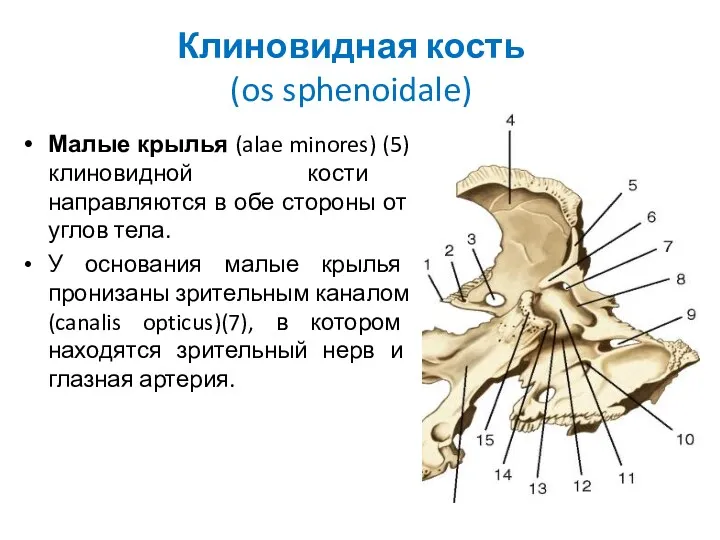 Клиновидная кость (os sphenoidale) Малые крылья (alae minores) (5) клиновидной