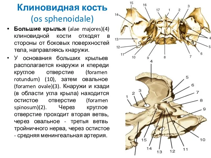 Клиновидная кость (os sphenoidale) Большие крылья (alae majores)(4) клиновидной кости