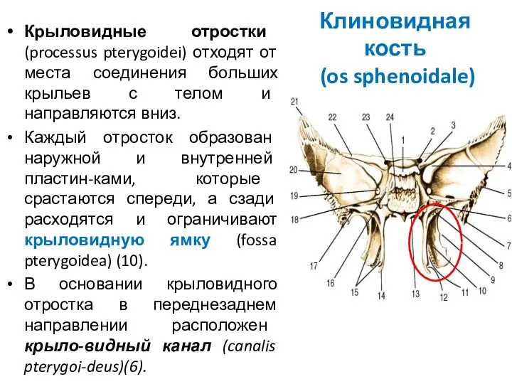 Клиновидная кость (os sphenoidale) Крыловидные отростки (processus pterygoidei) отходят от