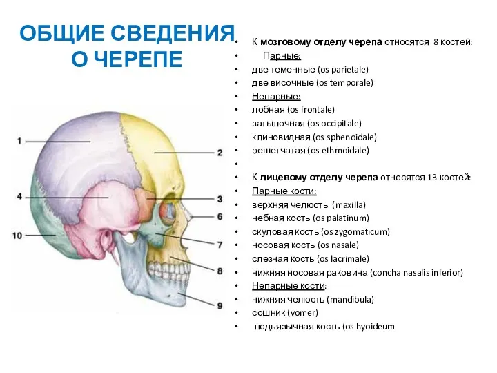 ОБЩИЕ СВЕДЕНИЯ О ЧЕРЕПЕ К мозговому отделу черепа относятся 8