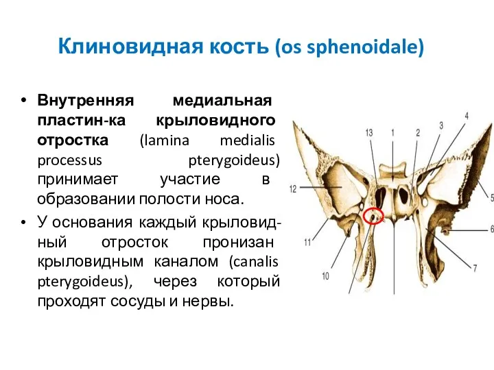 Клиновидная кость (os sphenoidale) Внутренняя медиальная пластин-ка крыловидного отростка (lamina
