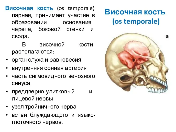 Височная кость (os temporale) Височная кость (os temporale) парная, принимает