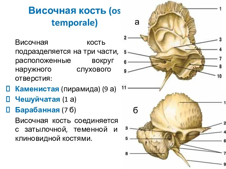 Височная кость (os temporale) Височная кость подразделяется на три части,