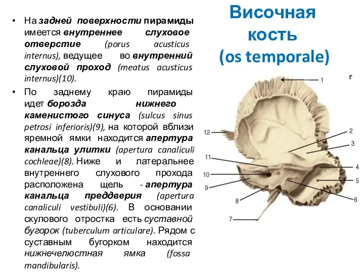 Височная кость (os temporale) На задней поверхности пирамиды имеется внутреннее