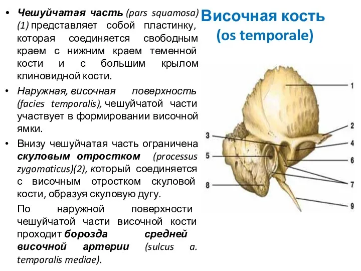 Височная кость (os temporale) Чешуйчатая часть (pars squamosa) (1) представляет