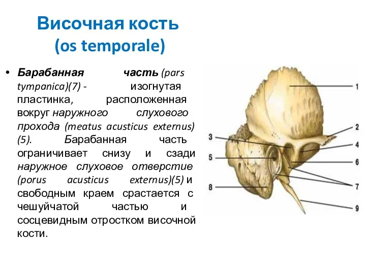 Височная кость (os temporale) Барабанная часть (pars tympanica)(7) - изогнутая