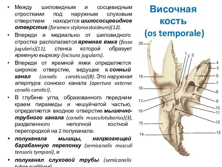 Височная кость (os temporale) Между шиловидным и сосцевидным отростками под