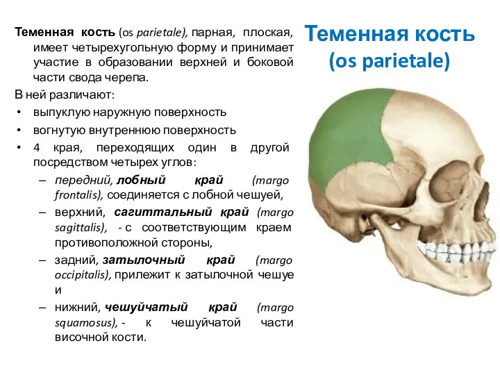 Теменная кость (os parietale) Теменная кость (os parietale), парная, плоская,