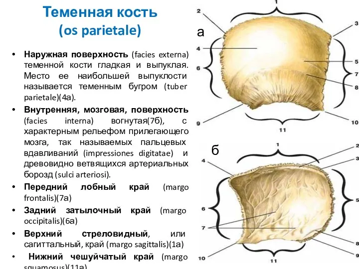Теменная кость (os parietale) Наружная поверхность (facies externa) теменной кости