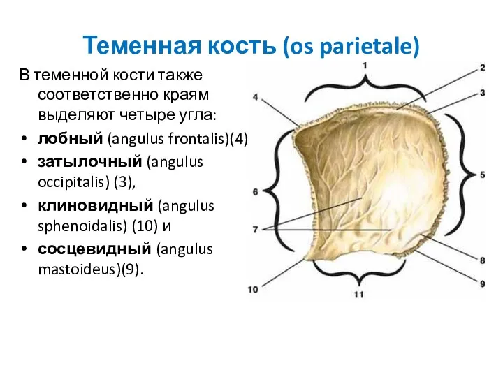 Теменная кость (os parietale) В теменной кости также соответственно краям