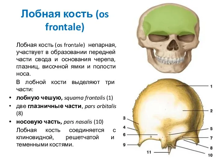 Лобная кость (os frontale) Лобная кость (os frontale) непарная, участвует