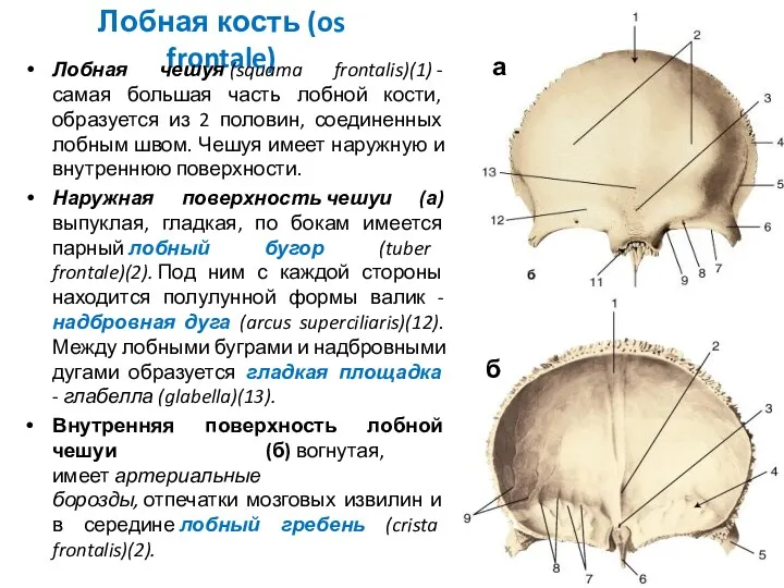 Лобная кость (os frontale) Лобная чешуя (squama frontalis)(1) - самая
