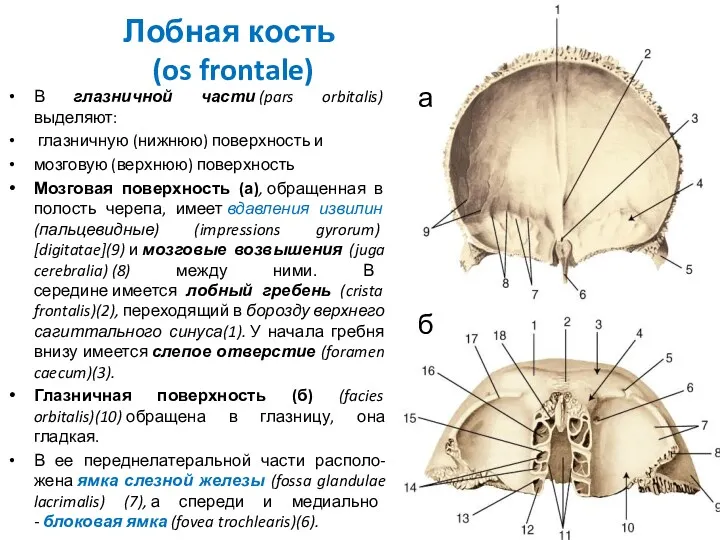 Лобная кость (os frontale) В глазничной части (pars orbitalis) выделяют: