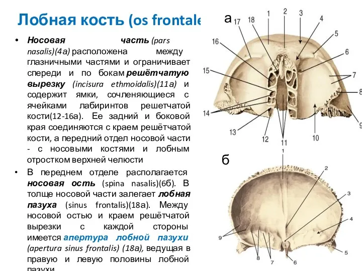 Лобная кость (os frontale) Носовая часть (pars nasalis)(4а) расположена между