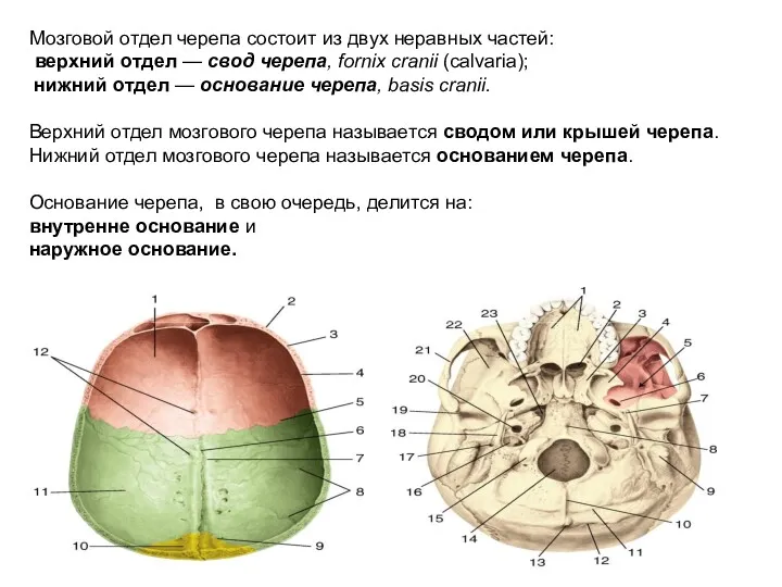 Мозговой отдел черепа состоит из двух неравных частей: верхний отдел