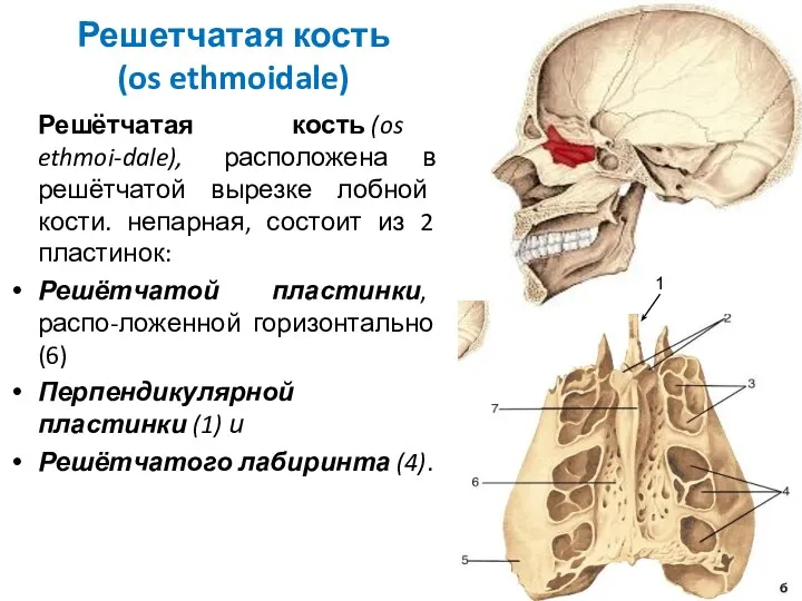 Решетчатая кость (os ethmoidale) Решётчатая кость (os ethmoi-dale), расположена в