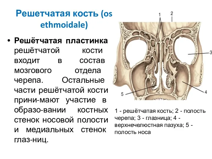 Решетчатая кость (os ethmoidale) Решётчатая пластинка решётчатой кости входит в