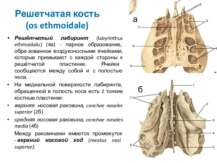 Решетчатая кость (os ethmoidale) Решётчатый лабиринт (labyrinthus ethmoidalis) (4а) -