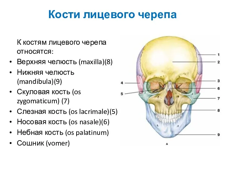 Кости лицевого черепа К костям лицевого черепа относятся: Верхняя челюсть