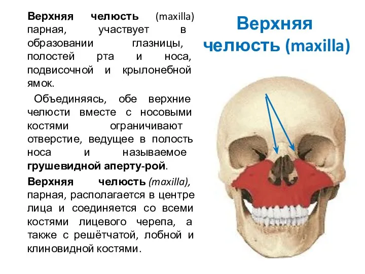Верхняя челюсть (maxilla) Верхняя челюсть (maxilla) парная, участвует в образовании