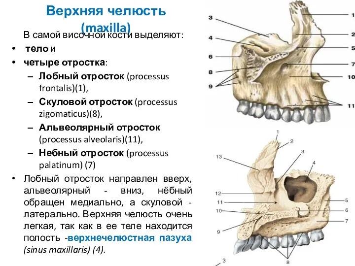 Верхняя челюсть (maxilla) В самой височной кости выделяют: тело и