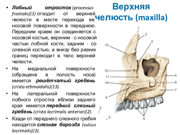 Верхняя челюсть (maxilla) Лобный отросток (processus frontalis)(1) отходит от верхней