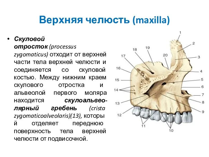 Верхняя челюсть (maxilla) Скуловой отросток (processus zygomaticus) отходит от верхней