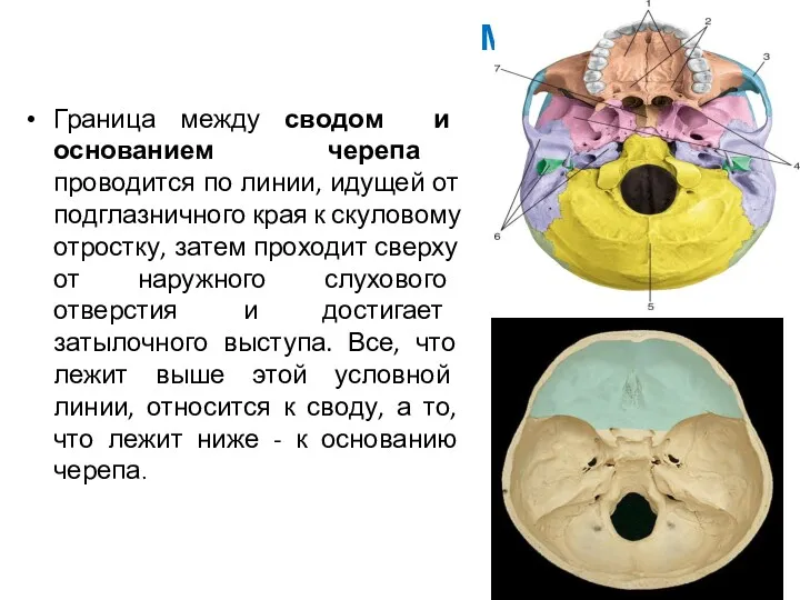 Мозговой отдел черепа Граница между сводом и основанием черепа проводится