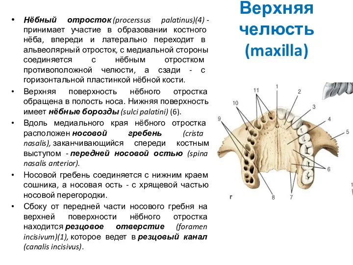 Верхняя челюсть (maxilla) Нёбный отросток (procerssus palatinus)(4) - принимает участие