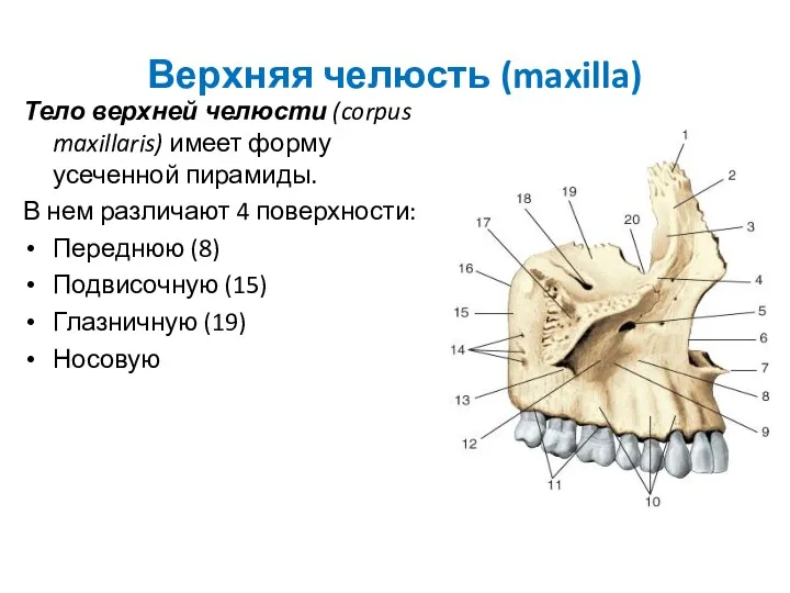 Верхняя челюсть (maxilla) Тело верхней челюсти (corpus maxillaris) имеет форму
