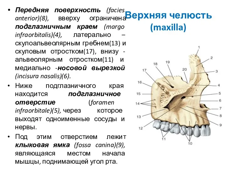 Верхняя челюсть (maxilla) Передняя поверхность (facies anterior)(8), вверху ограничена подглазничным