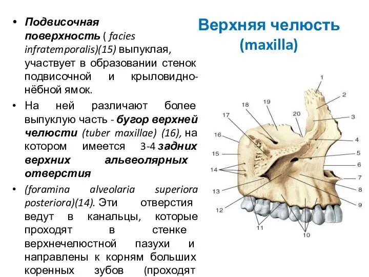 Верхняя челюсть (maxilla) Подвисочная поверхность ( facies infratemporalis)(15) выпуклая, участвует