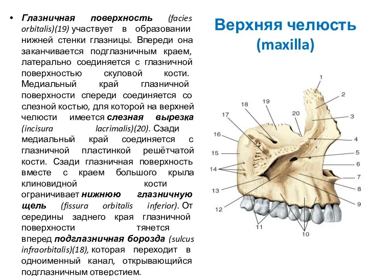 Верхняя челюсть (maxilla) Глазничная поверхность (facies orbitalis)(19) участвует в образовании
