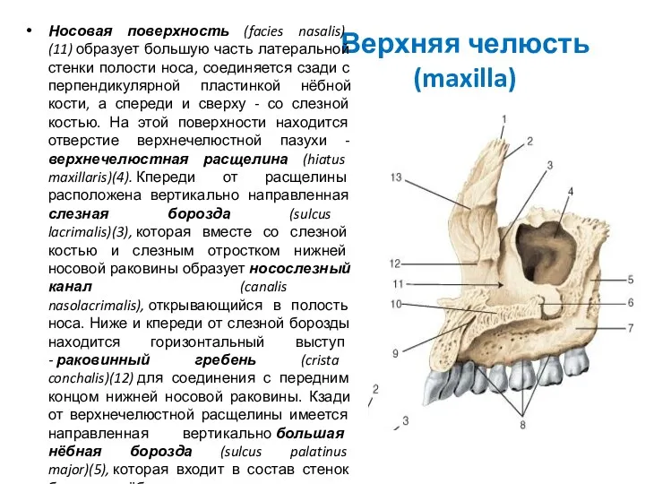 Верхняя челюсть (maxilla) Носовая поверхность (facies nasalis) (11) образует большую