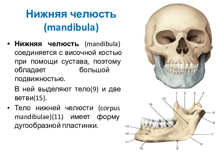 Нижняя челюсть (mandibula) Нижняя челюсть (mandibula) соединяется с височной костью