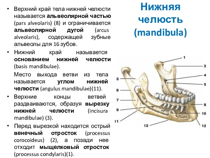 Нижняя челюсть (mandibula) Верхний край тела нижней челюсти называется альвеолярной